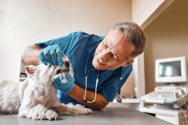 Best Emergency Root Canal Treatment in Llano, TX